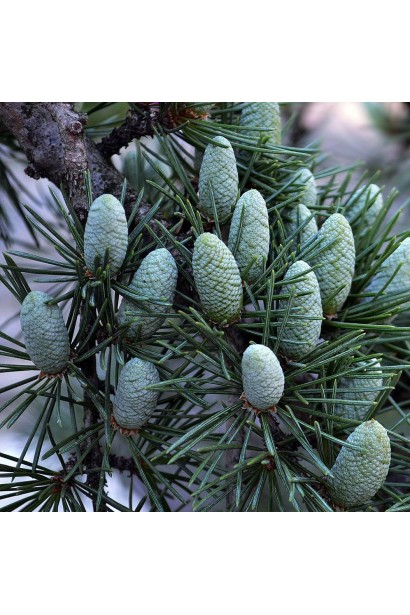 Висота Кедр ліванський Альт Ла Фонтейн